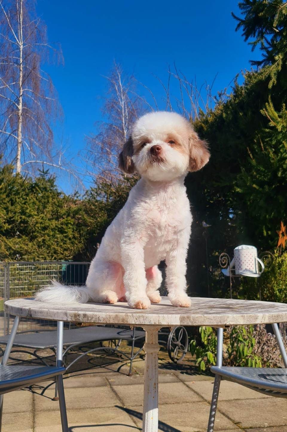 Hundesalon Black Rider