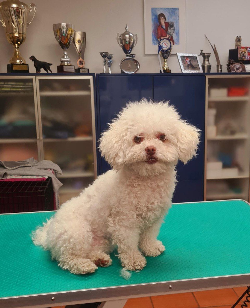 Hundesalon Black Rider