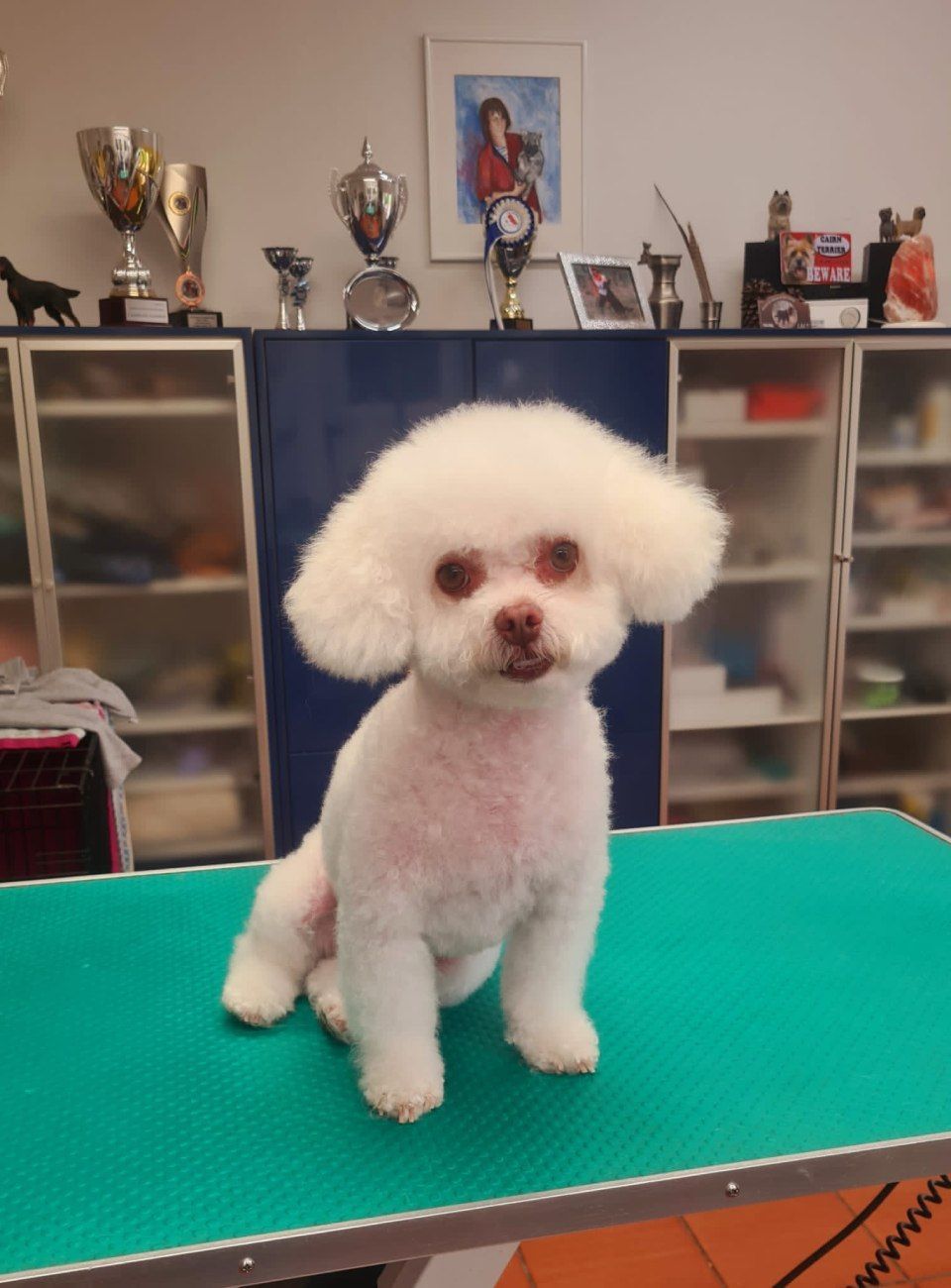 Hundesalon Black Rider