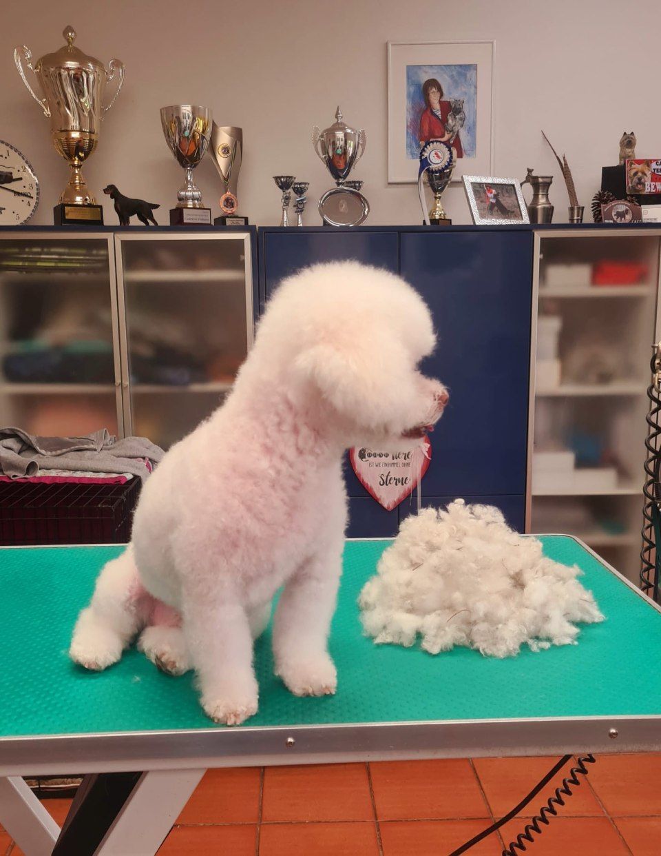 Hundesalon Black Rider