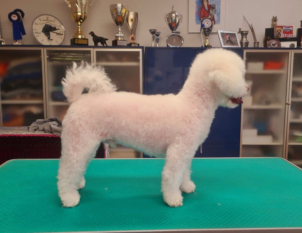 Hundesalon Black Rider