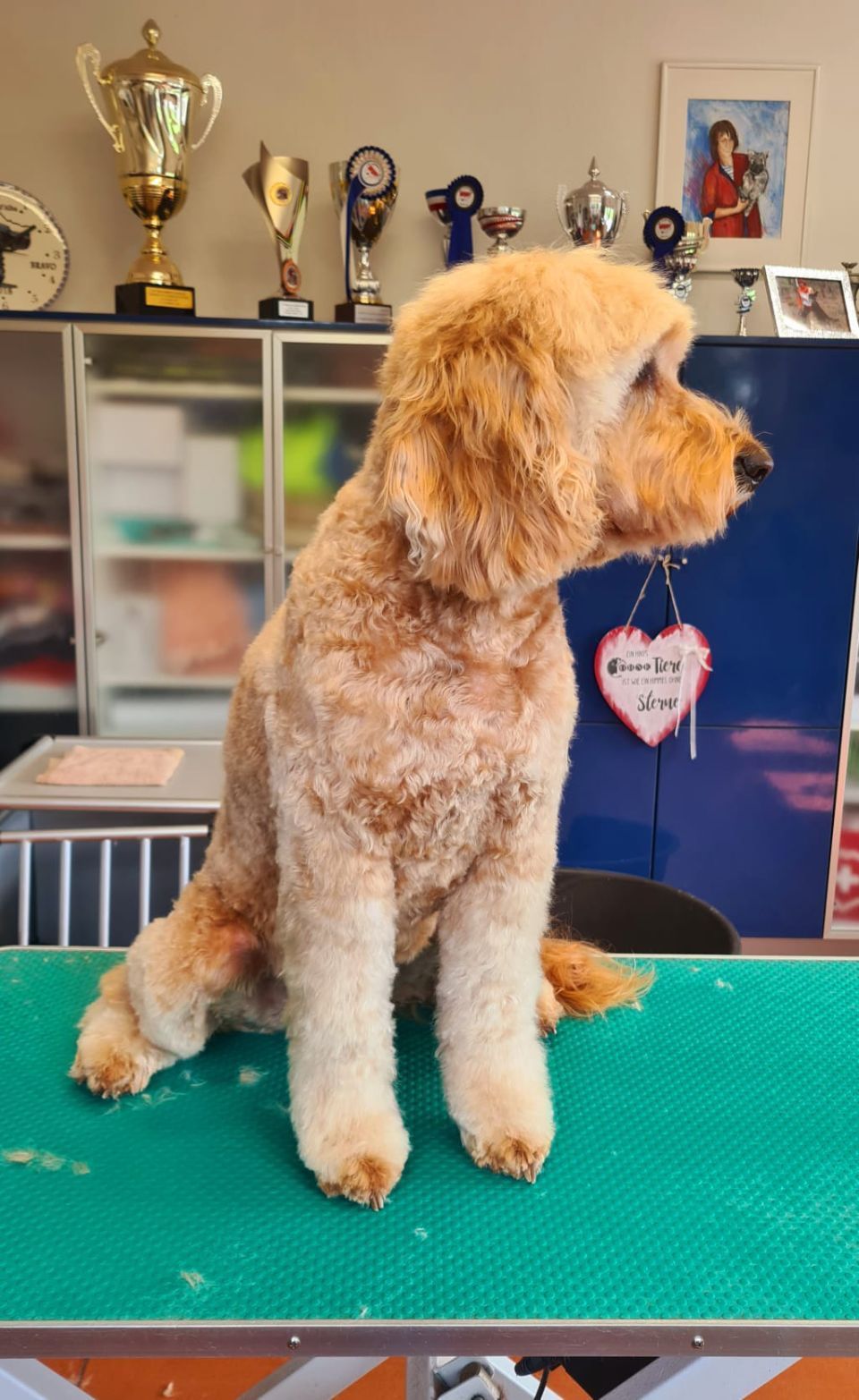 Hundesalon Black Rider