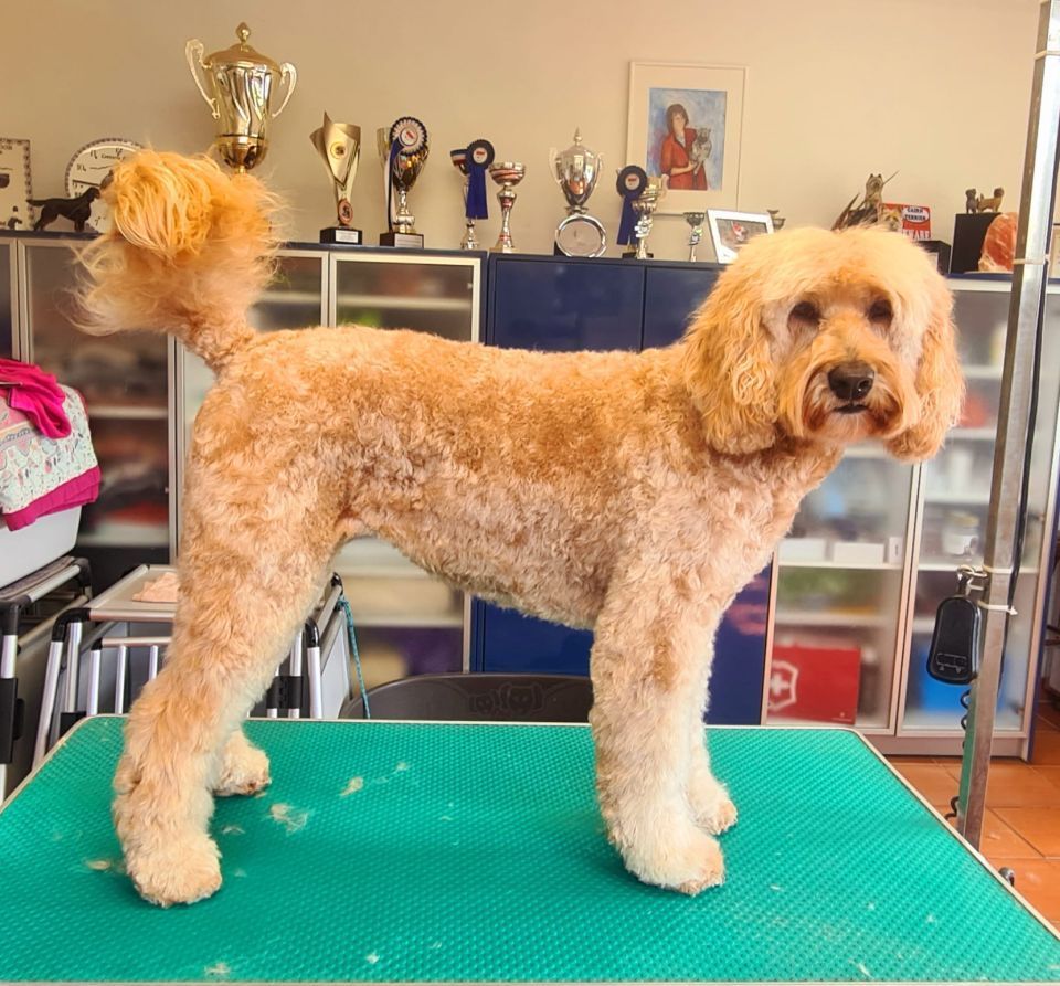 Hundesalon Black Rider