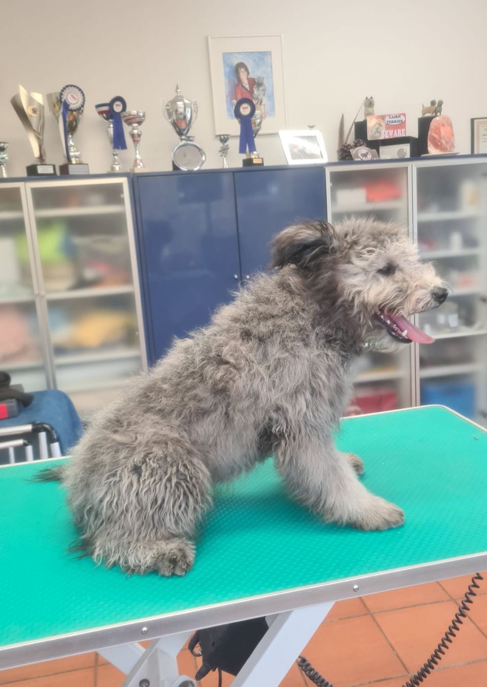 Hundesalon Black Rider