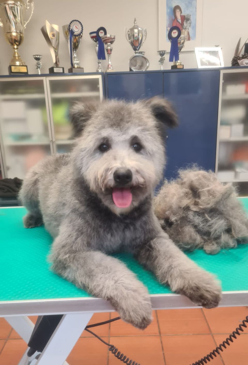 Hundesalon Black Rider