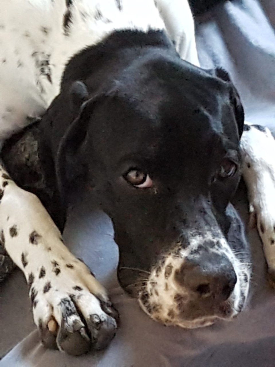 Hund – Hundesalon Black Rider