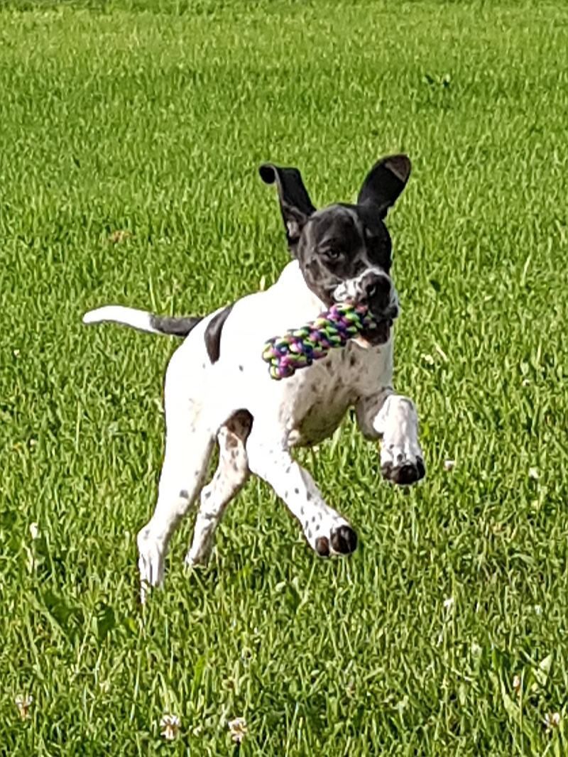 Hund – Hundesalon Black Rider