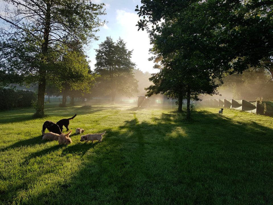 Hund – Hundesalon Black Rider