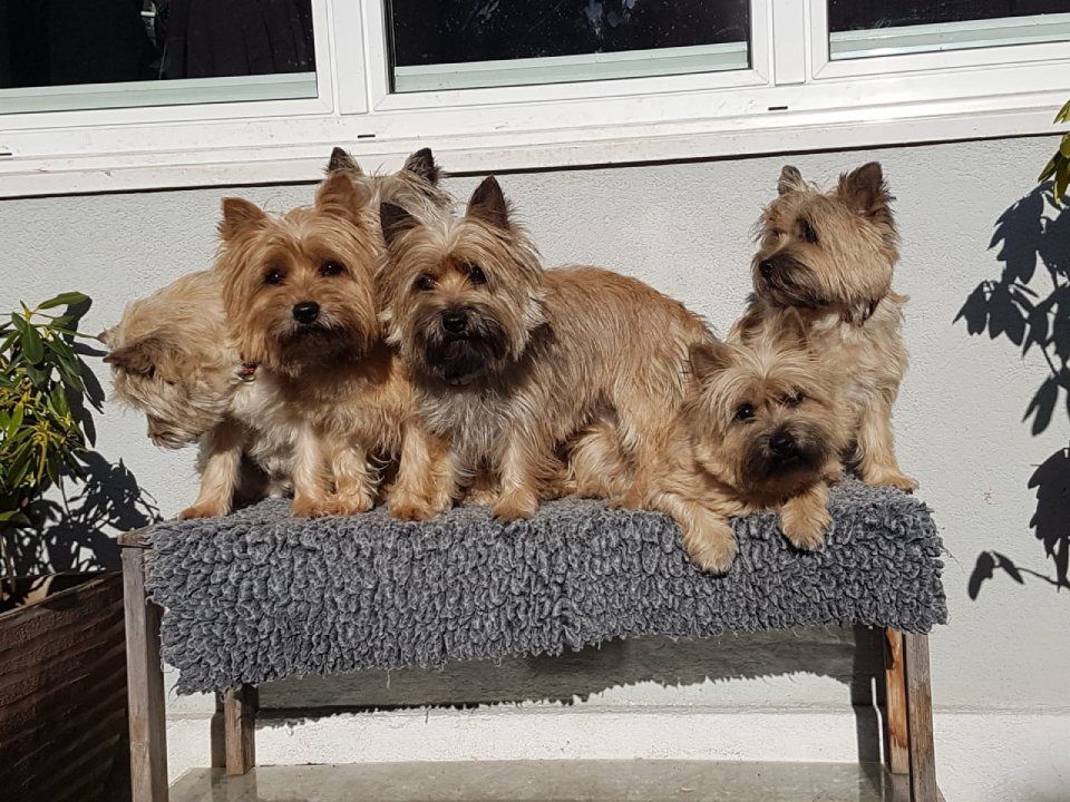 Hund – Hundesalon Black Rider