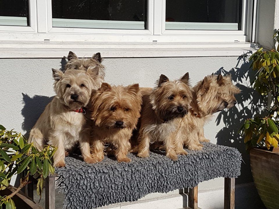 Hund – Hundesalon Black Rider