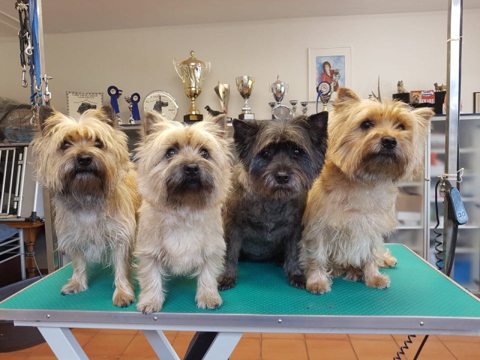 Hund – Hundesalon Black Rider