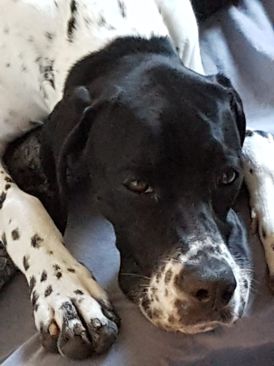 Hund – Hundesalon Black Rider