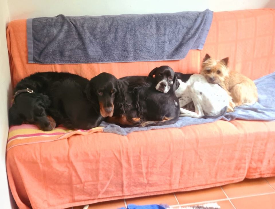 Hund – Hundesalon Black Rider