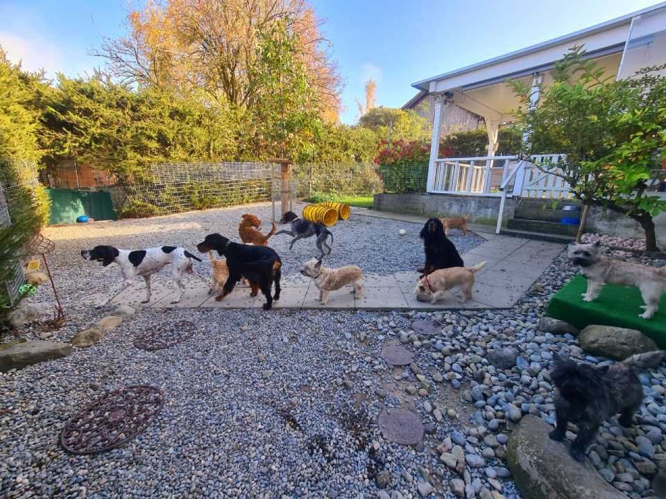 Hund – Hundesalon Black Rider