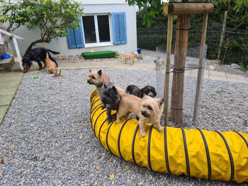 Hund – Hundesalon Black Rider