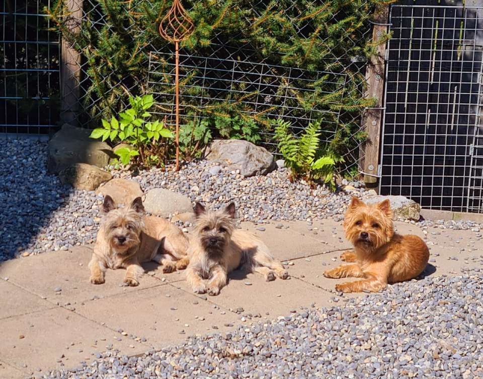 Hund – Hundesalon Black Rider