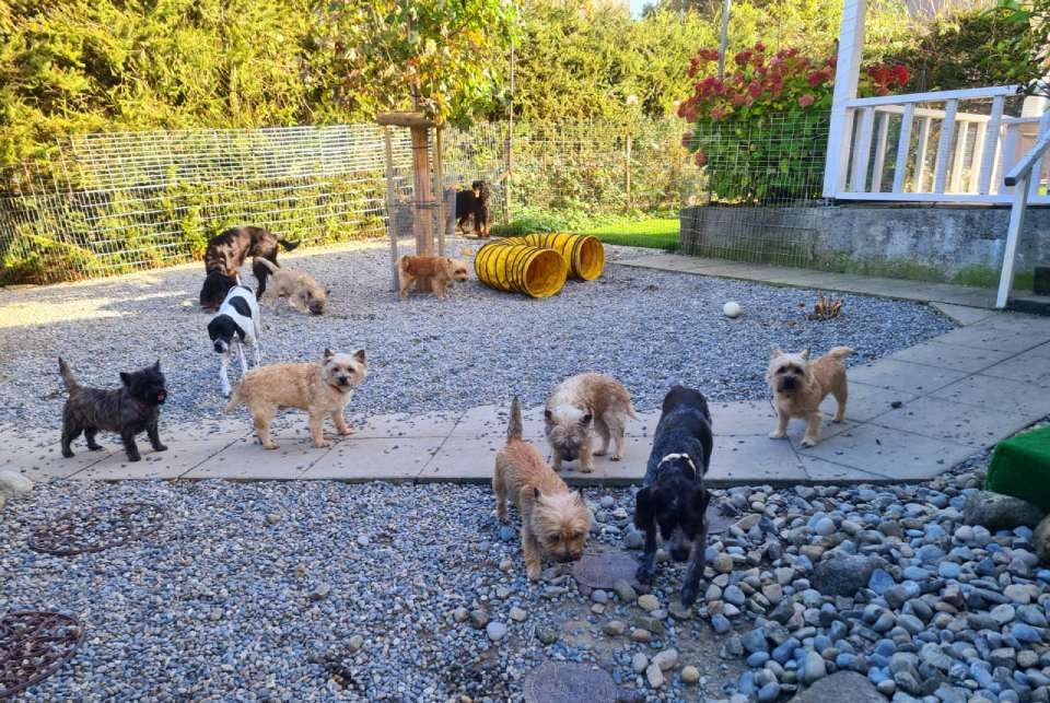 Hund – Hundesalon Black Rider