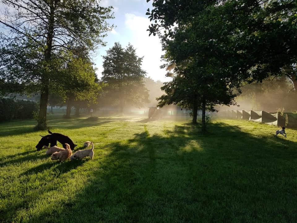 Hund – Hundesalon Black Rider