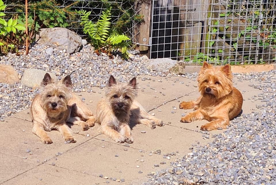 Hund – Hundesalon Black Rider