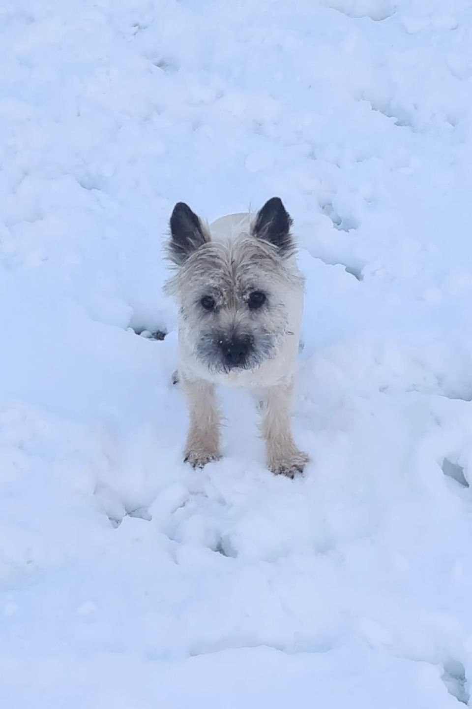 Hund – Hundesalon Black Rider