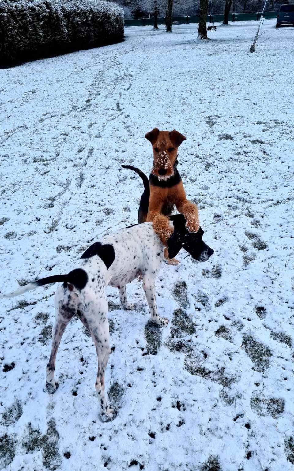 Hund – Hundesalon Black Rider