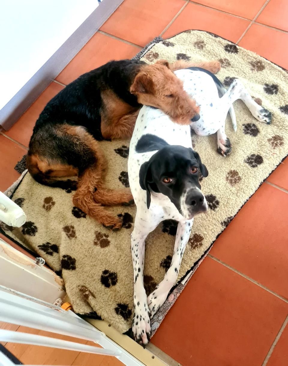 Hund – Hundesalon Black Rider