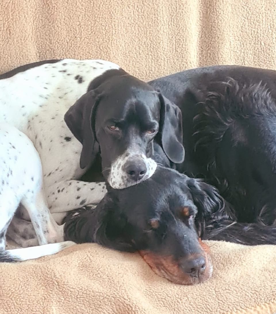 Hund – Hundesalon Black Rider