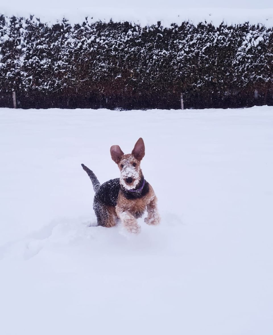 Hund – Hundesalon Black Rider