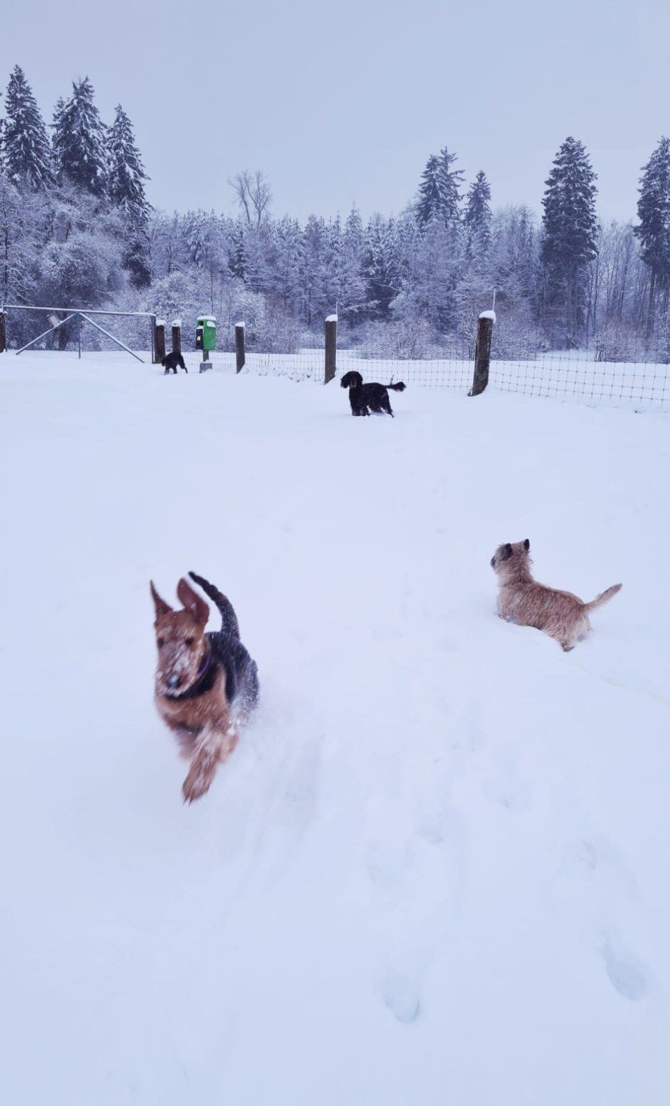 Hund – Hundesalon Black Rider