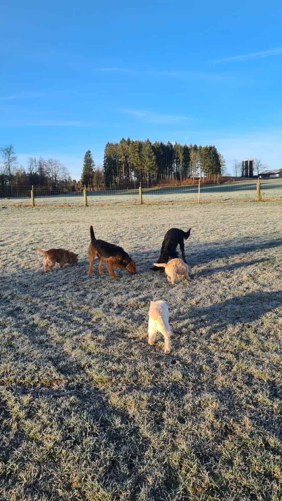 Hund – Hundesalon Black Rider