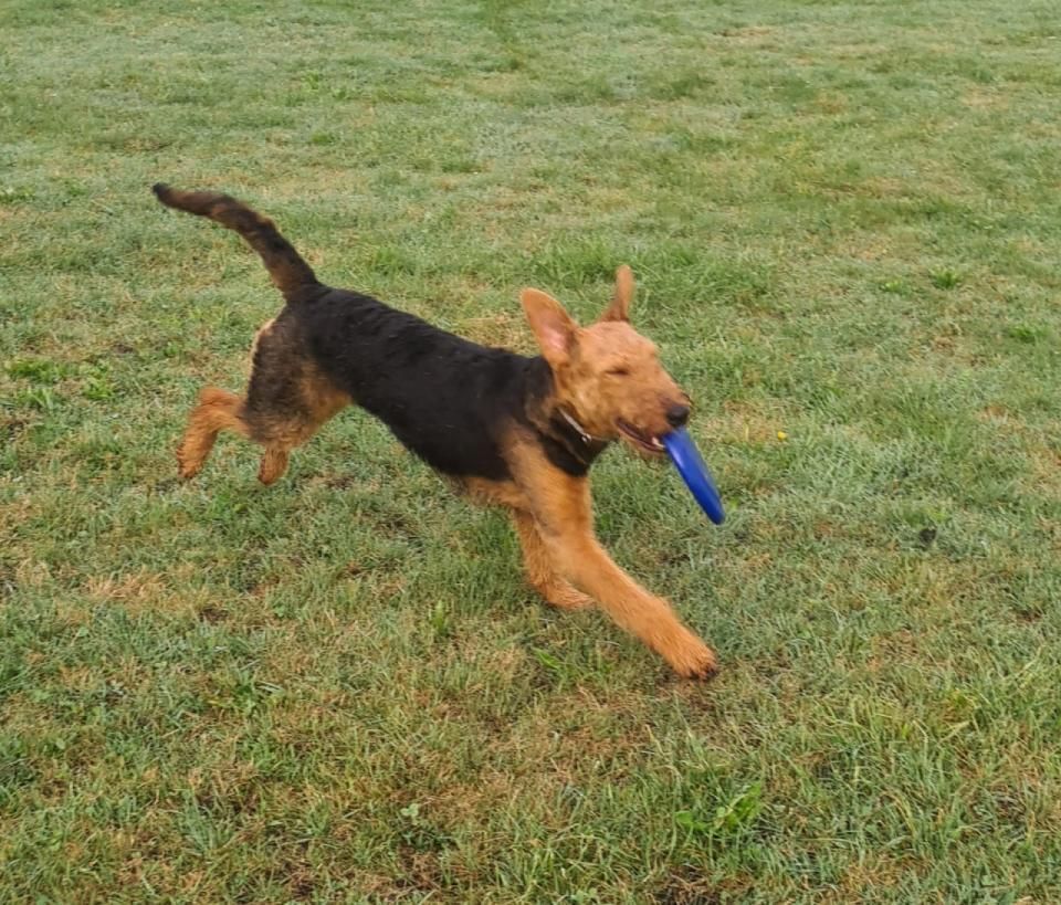 Hund – Hundesalon Black Rider