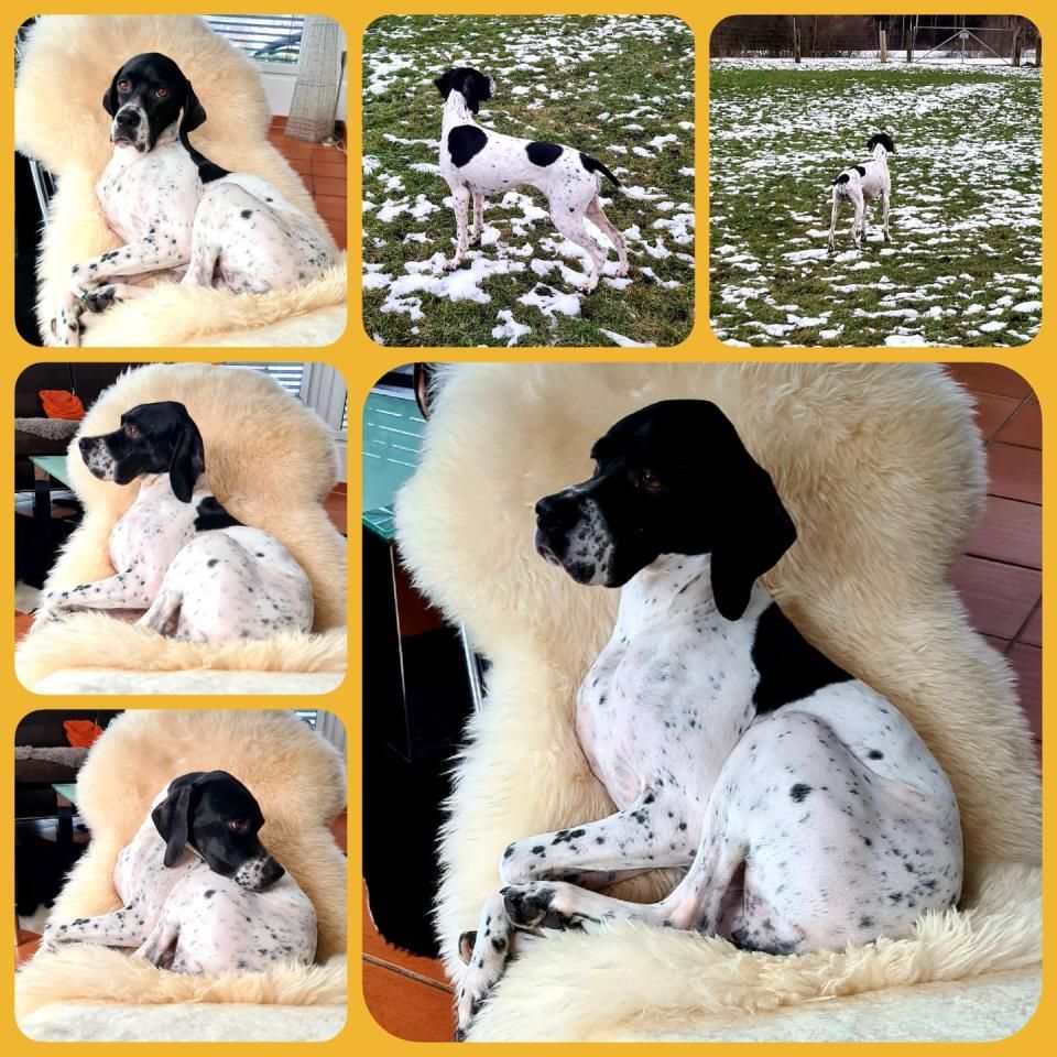 Hund – Hundesalon Black Rider