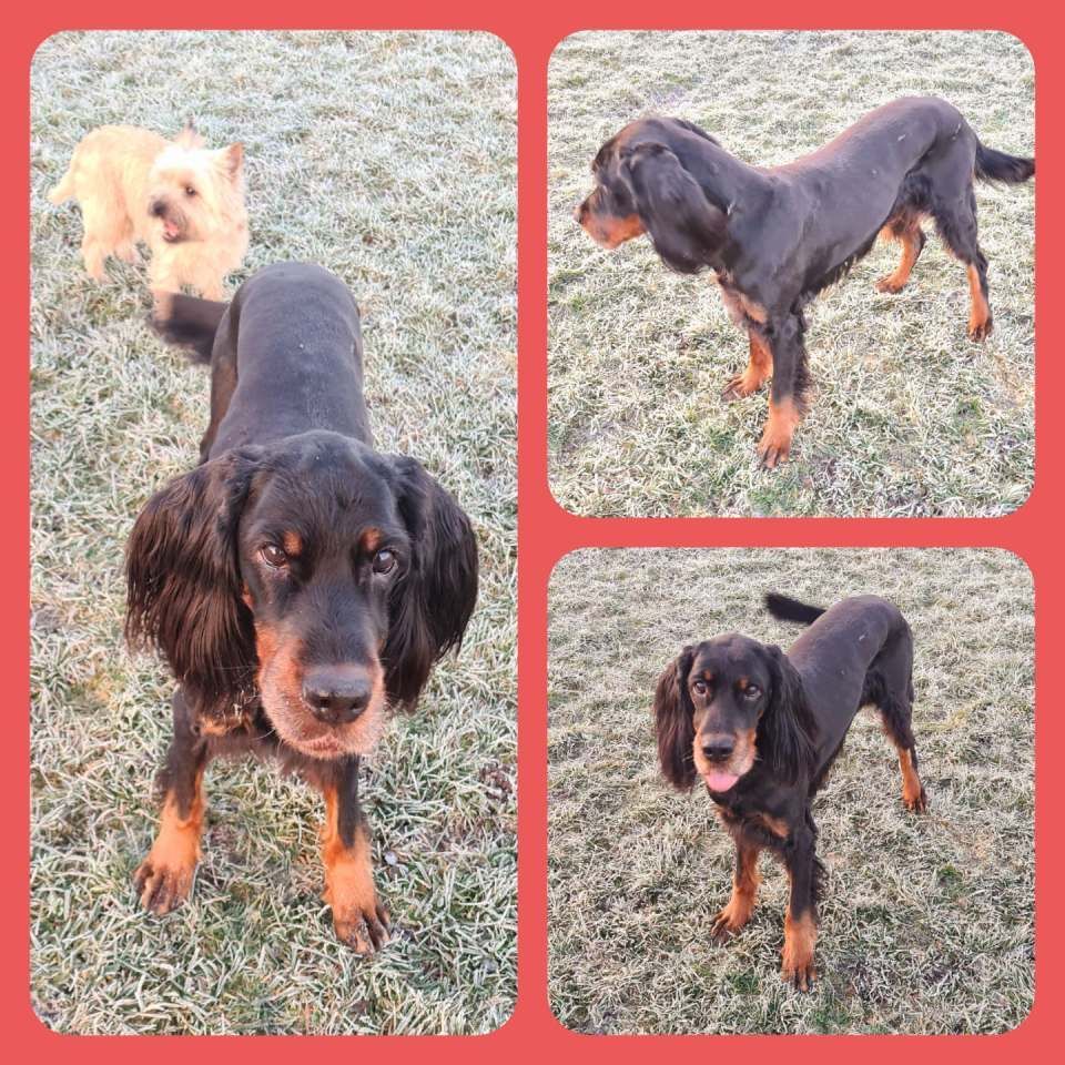 Hund – Hundesalon Black Rider