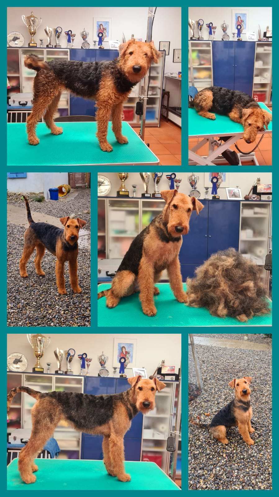 Hund – Hundesalon Black Rider