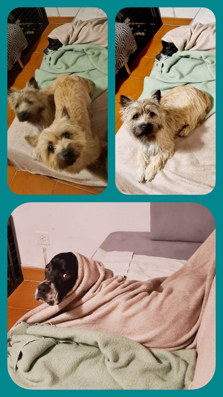 Hund – Hundesalon Black Rider