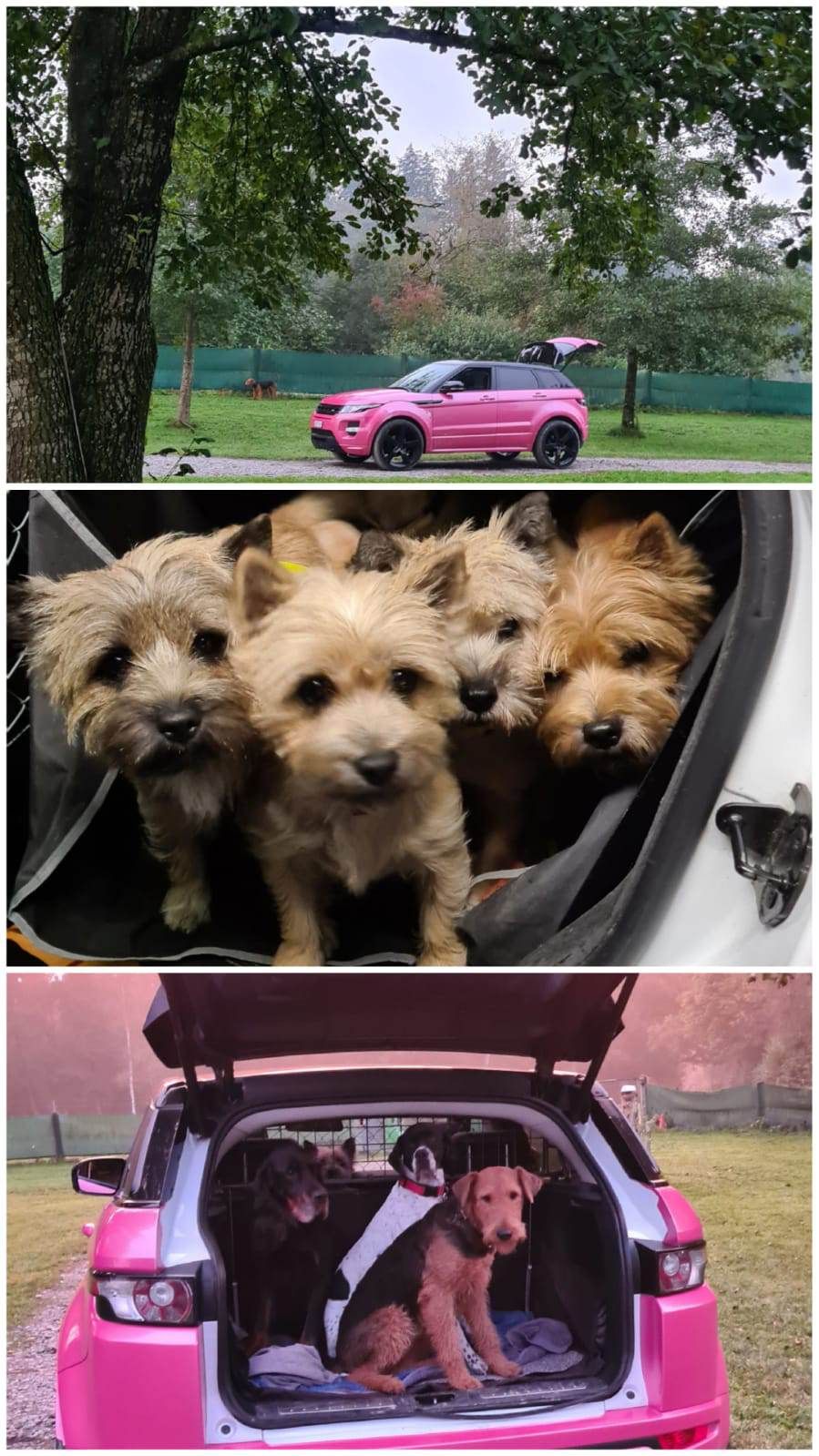 Hund – Hundesalon Black Rider