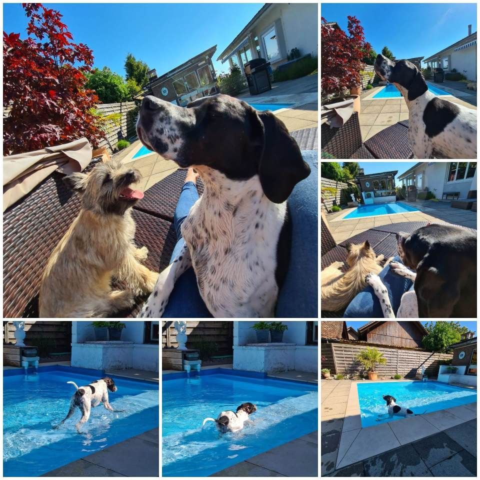 Hund – Hundesalon Black Rider