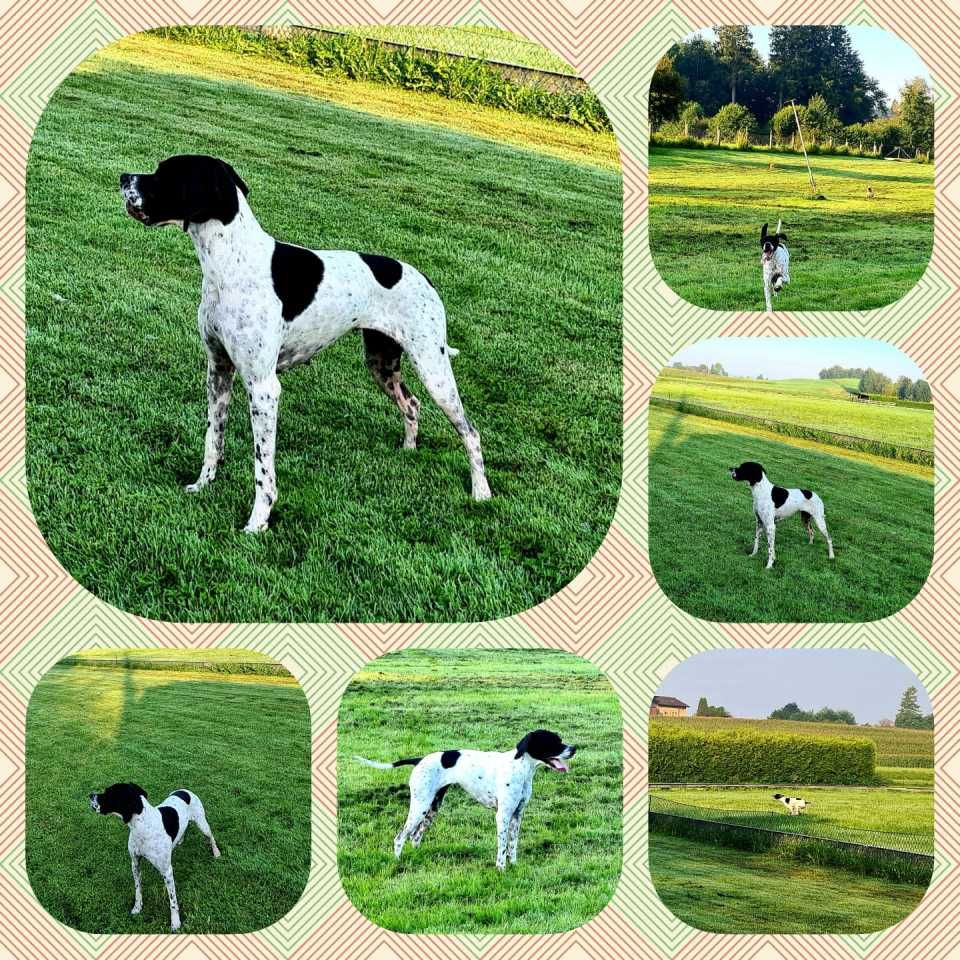 Hund – Hundesalon Black Rider