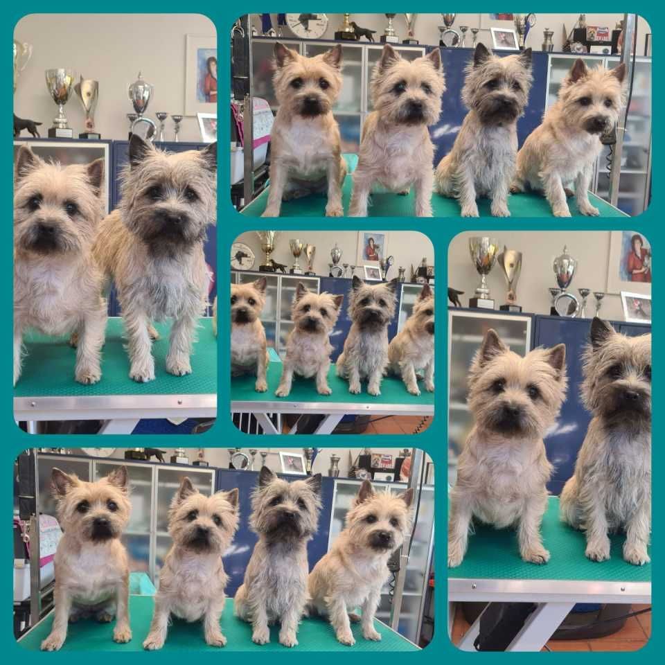 Hund – Hundesalon Black Rider