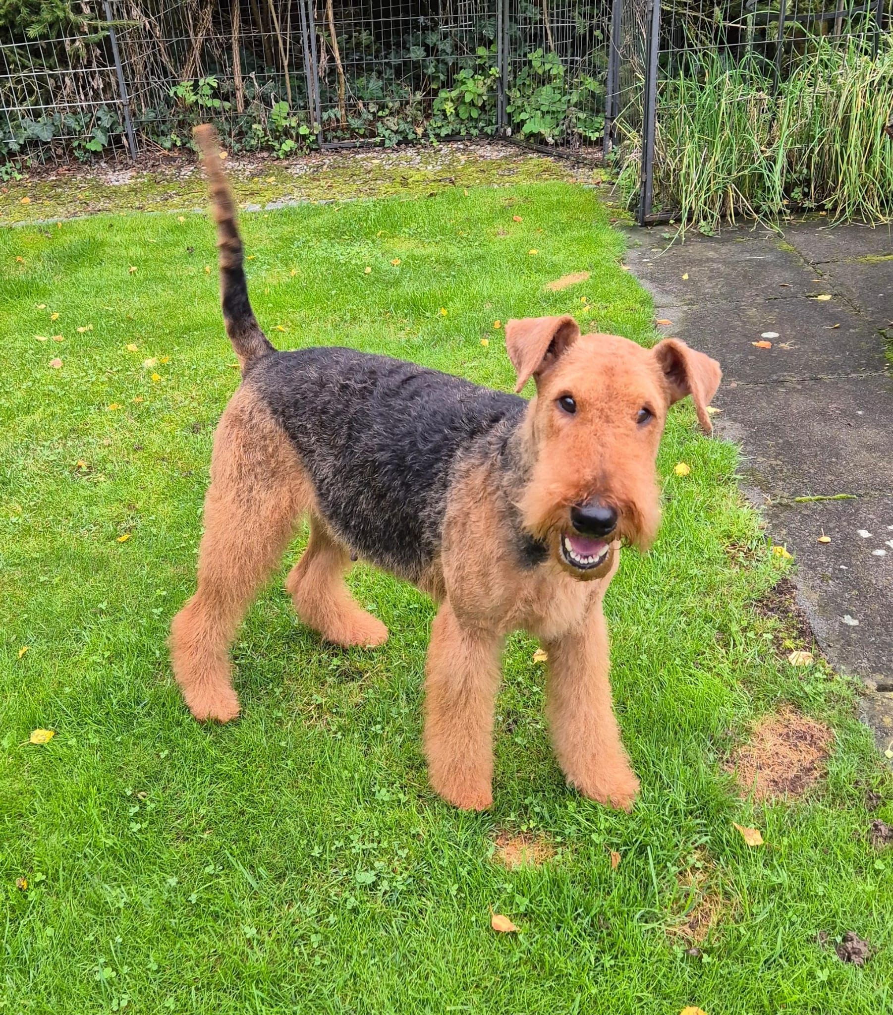 Hund – Hundesalon Black Rider