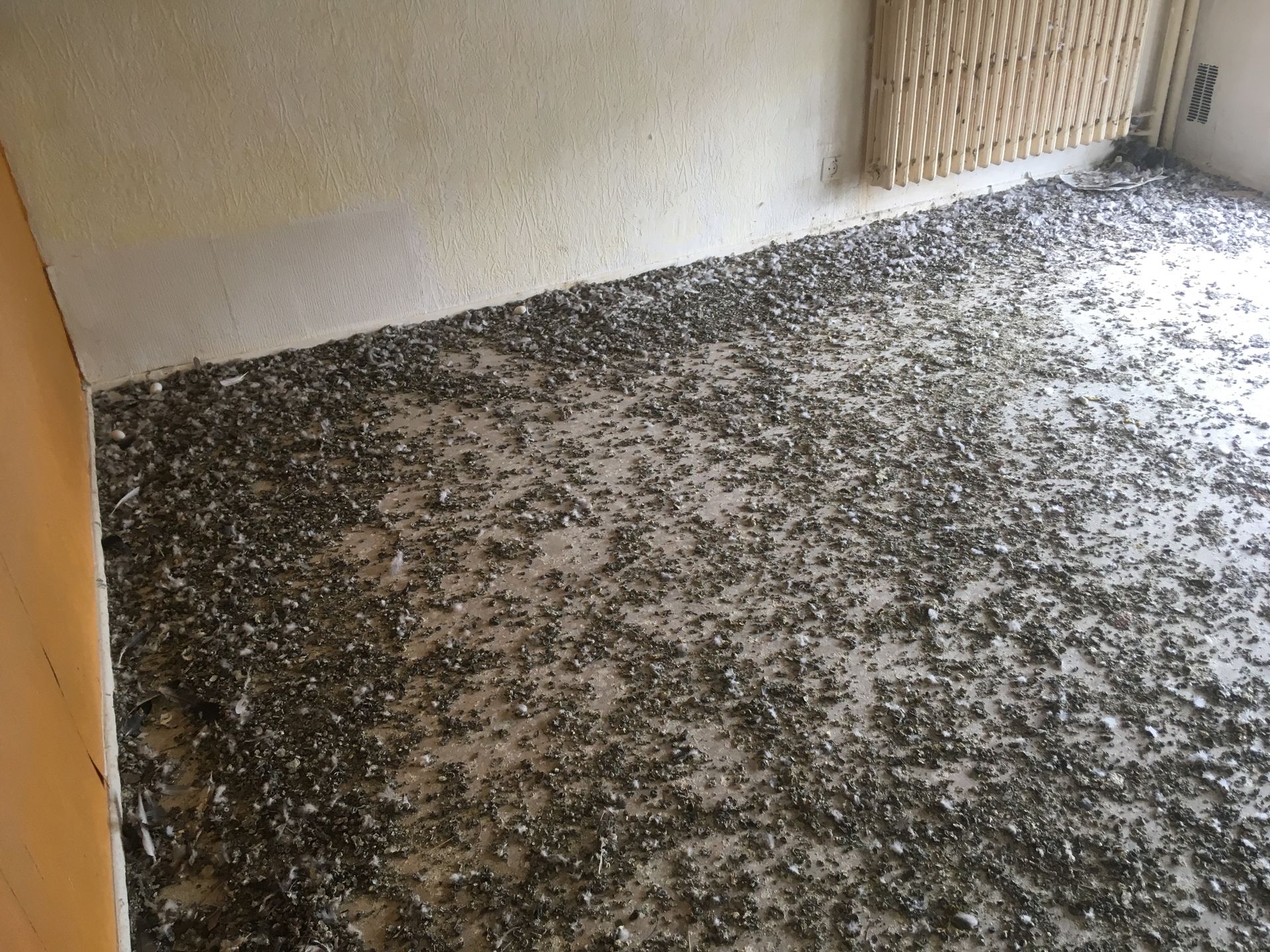 Fientes de pigeons au sol dans un appartement