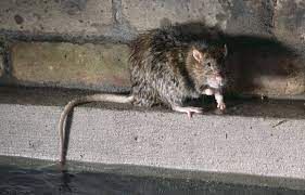 Un rat