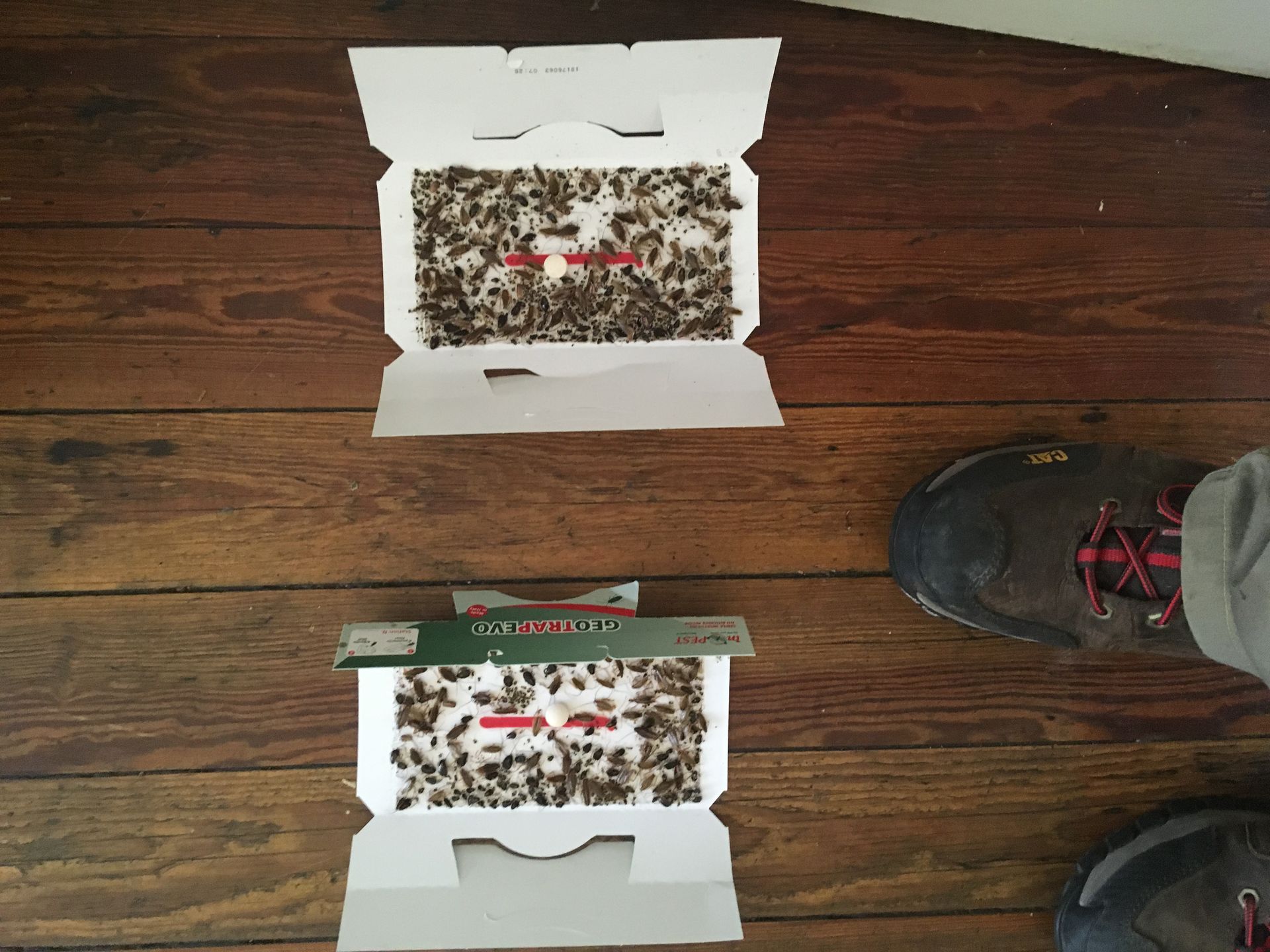 Pièges à blattes sur un parquet