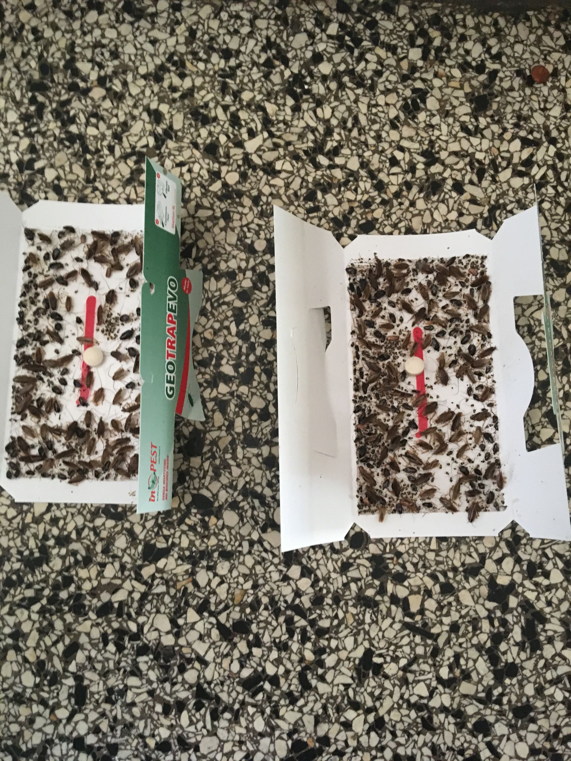 Deux pièges à blattes en gros plan