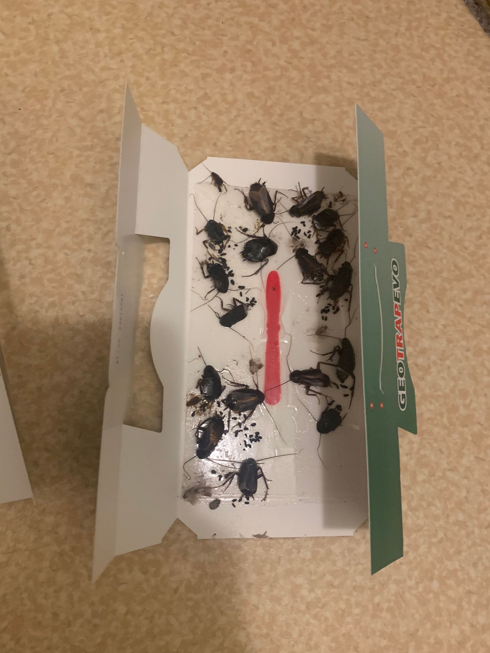 Un unique piège à blattes