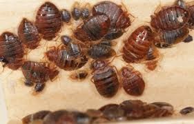 Plusieurs punaises de lit