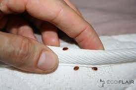 Des punaises de lit sur un matelas