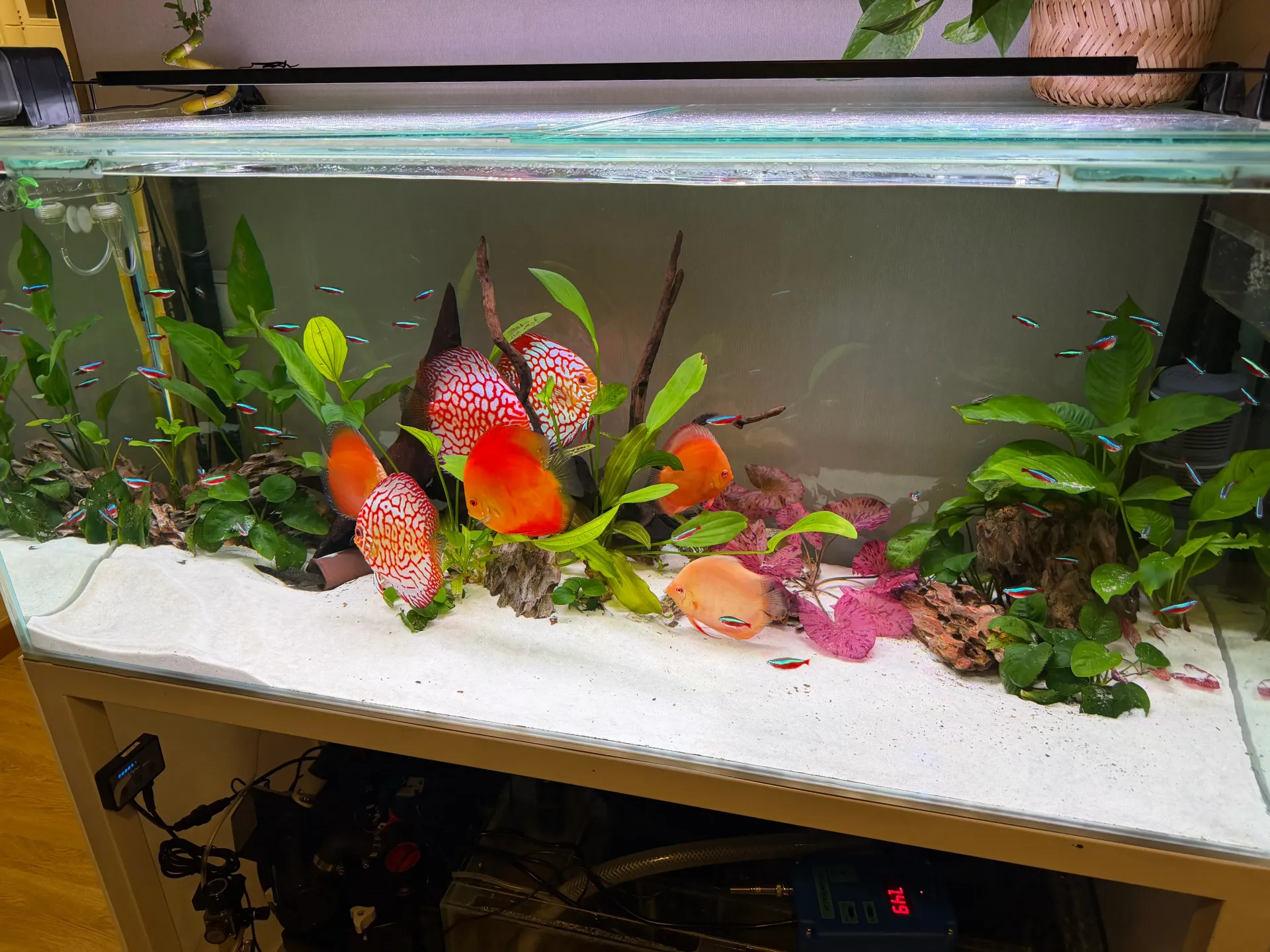 Peces tropicales de colores en un acuario plantado con grava blanca y plantas verdes.