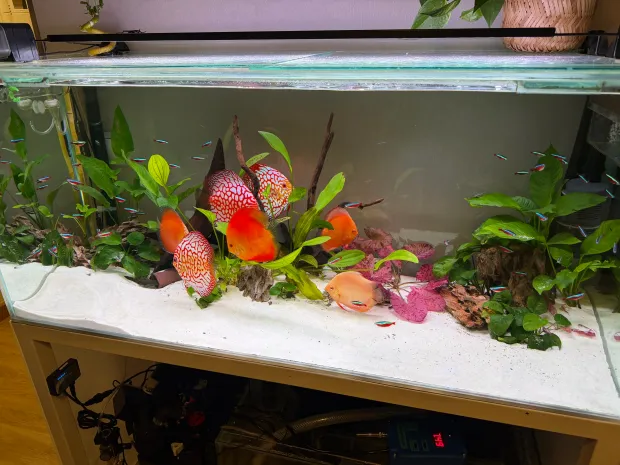 Peces tropicales de colores en un acuario plantado con grava blanca y plantas verdes.