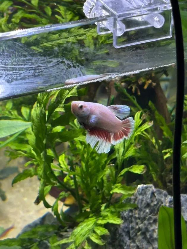 Un pez betta con aletas rosas y azules nadando en un acuario plantado.